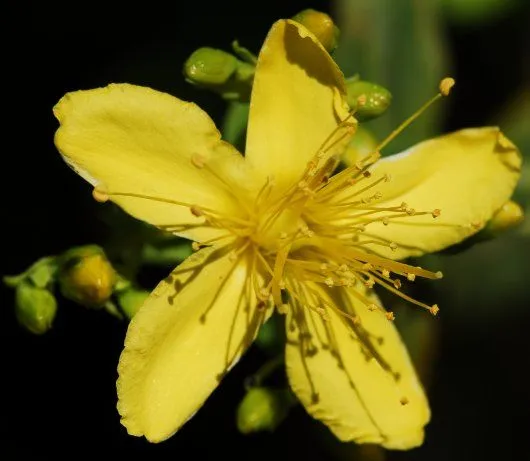El Jardín de Judith: LA HIERBA DE SAN JUAN, LA PLANTA DE LA ALEGRÍA. El Jardín de Judith: LA HIERBA DE SAN JUAN, LA PLANTA DE LA ALEGRÍA.
