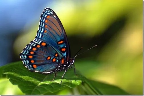 EL JARDIN DE LAS MARIPOSAS: UN ARCOIRIS DE MARIPOSAS EL JARDIN DE LAS MARIPOSAS: UN ARCOIRIS DE MARIPOSAS