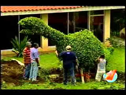 jardineria figuras arboles - Videos | Videos relacionados con ... jardineria figuras arboles - Videos | Videos relacionados con ...