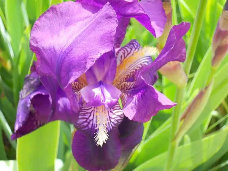 Jardineros en acción - Plantas de flores moradas y azules Jardineros en acción - Plantas de flores moradas y azules