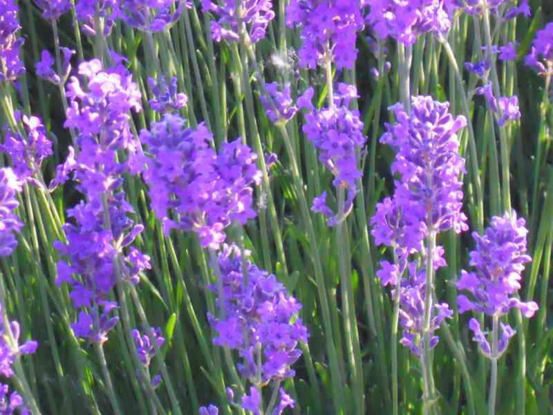 Jardineros en acción - Plantas de flores moradas y azules Jardineros en acción - Plantas de flores moradas y azules
