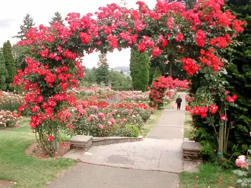 Un Jardín con Rosas | El cuidado de las plantas y el jardin