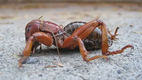 Conoce al insecto cara de niño | Blog del Jardín Etnobotánico ... Conoce al insecto cara de niño | Blog del Jardín Etnobotánico ...