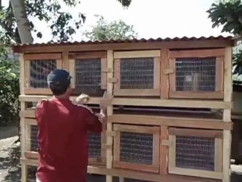 Jaula de gallos de pelea de 8 casilleros. - YouTube