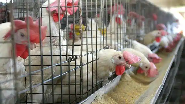 Las jaulas de las gallinas ponedoras en España incumplen la ... Las jaulas de las gallinas ponedoras en España incumplen la ...