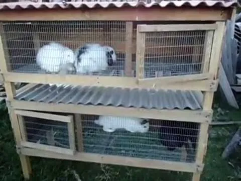 Jaulas de 2 pisos para Conejos - Cuyes - Pollos - YouTube