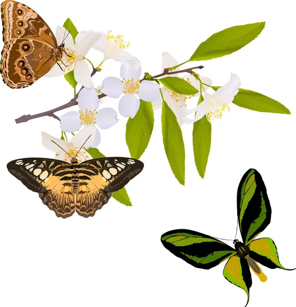 jazmín rama con tres grandes mariposas — Vector stock © Dr.PAS ...