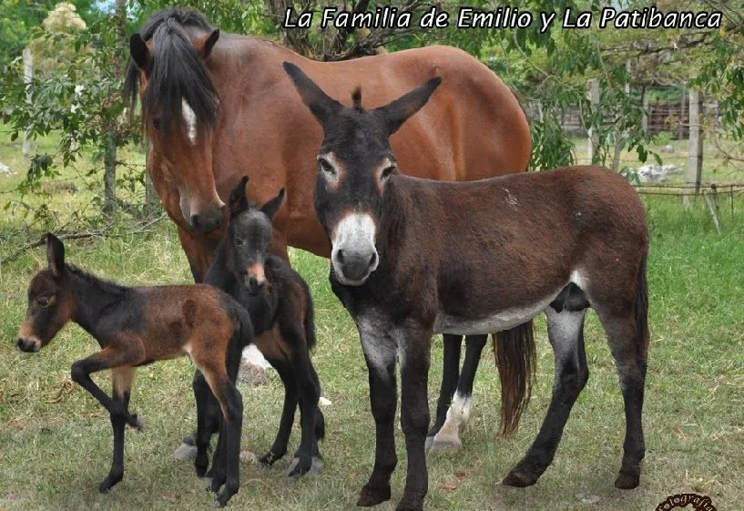 JINETE Y CABALLO: Nacen primeras mulas gemelas en el Huila (Colombia) JINETE Y CABALLO: Nacen primeras mulas gemelas en el Huila (Colombia)