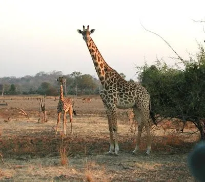 La jirafa es la más alta de todas las especies vivientes de animales ...