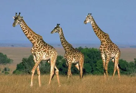 La jirafa camelopardalis – Diario Animales