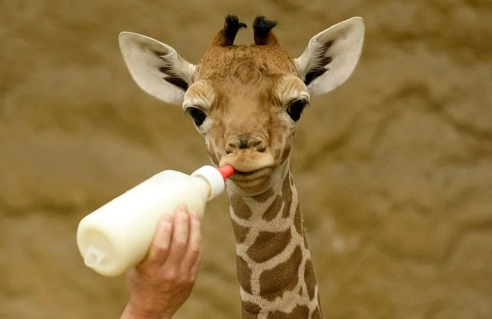 Un cuidador del zoológico alimenta a una jirafa recién nacida en ... Un cuidador del zoológico alimenta a una jirafa recién nacida en ...
