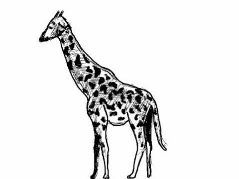 Cómo dibujar una jirafa paso a paso - Giraffe drawing - YouTube