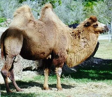 Las jorobas del camello sirven para almacenar agua? - Blogodisea