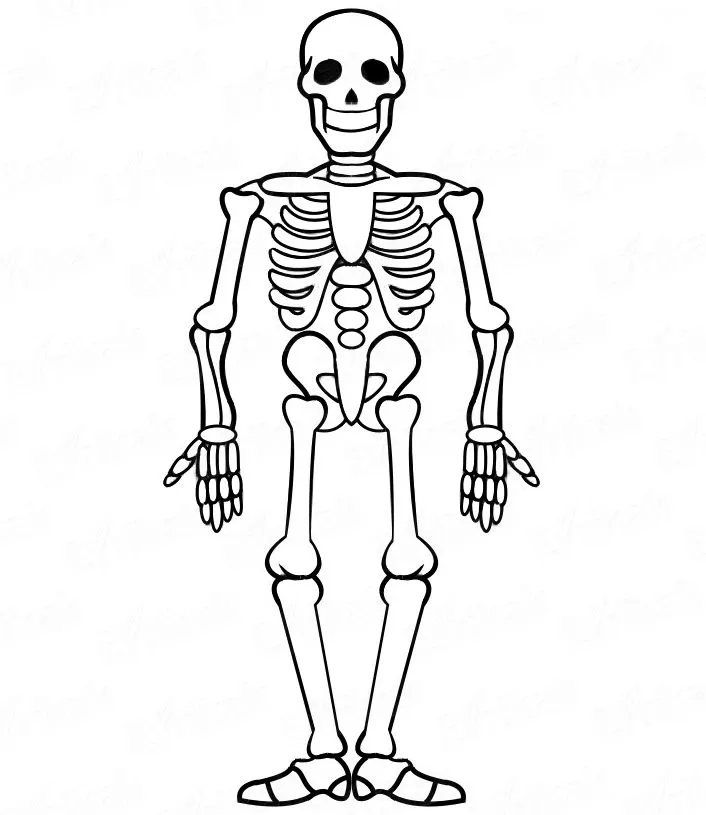 Juegos de Ciencias | Juego de Ejercicio Esqueleto Humano | Cerebriti