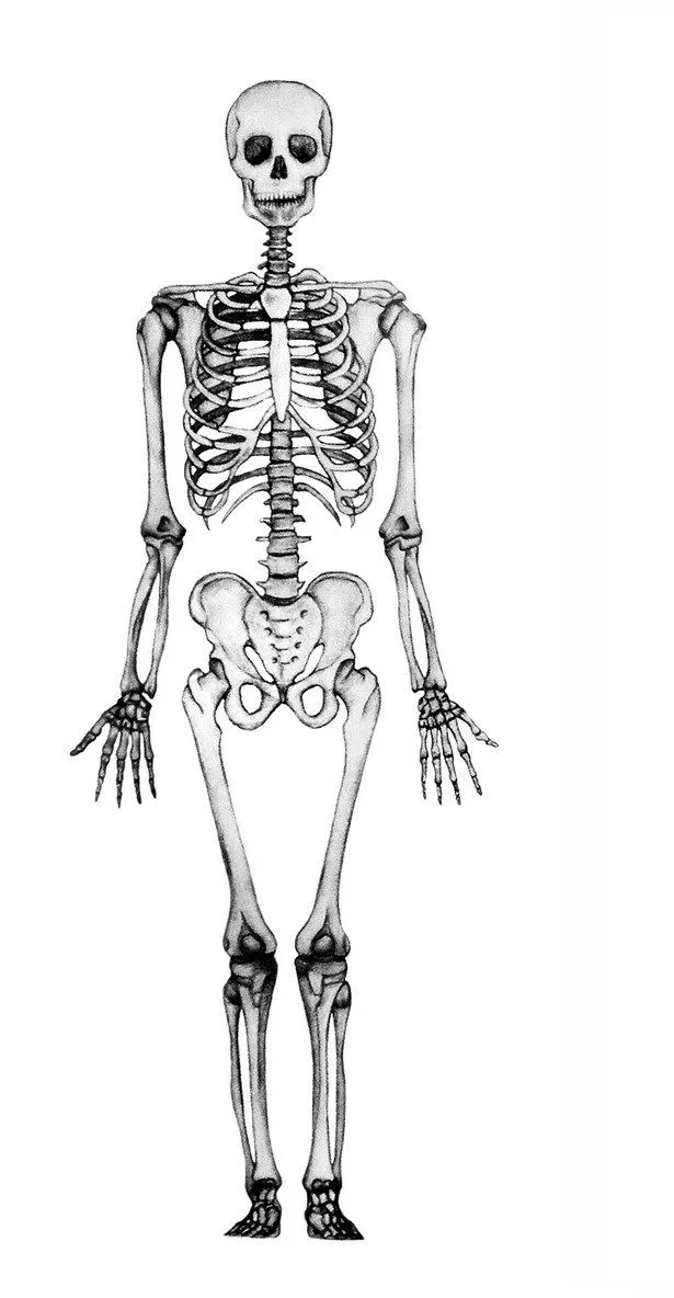Juegos de Ciencias | Juego de Juguemos a armar el esqueleto humano |  Cerebriti