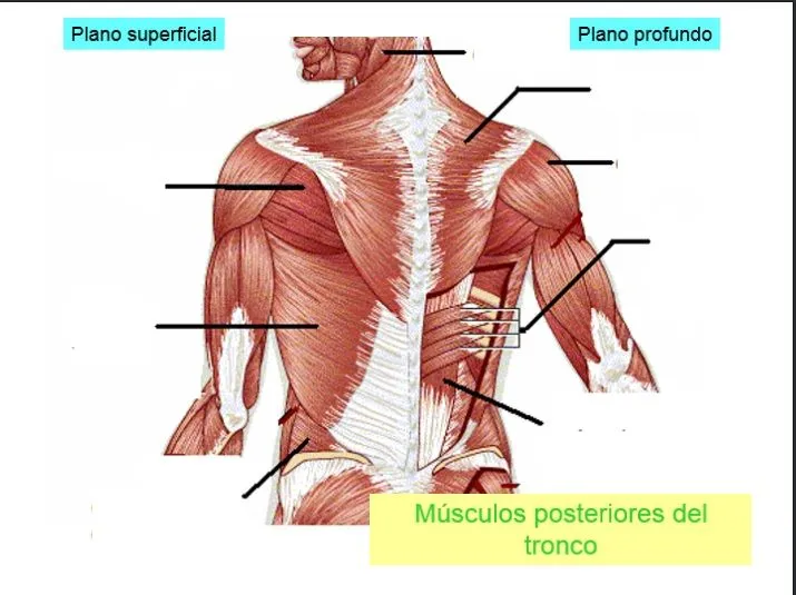 Juegos de Ciencias | Juego de Músculos posteriores del tronco ... Juegos de Ciencias | Juego de Músculos posteriores del tronco ...