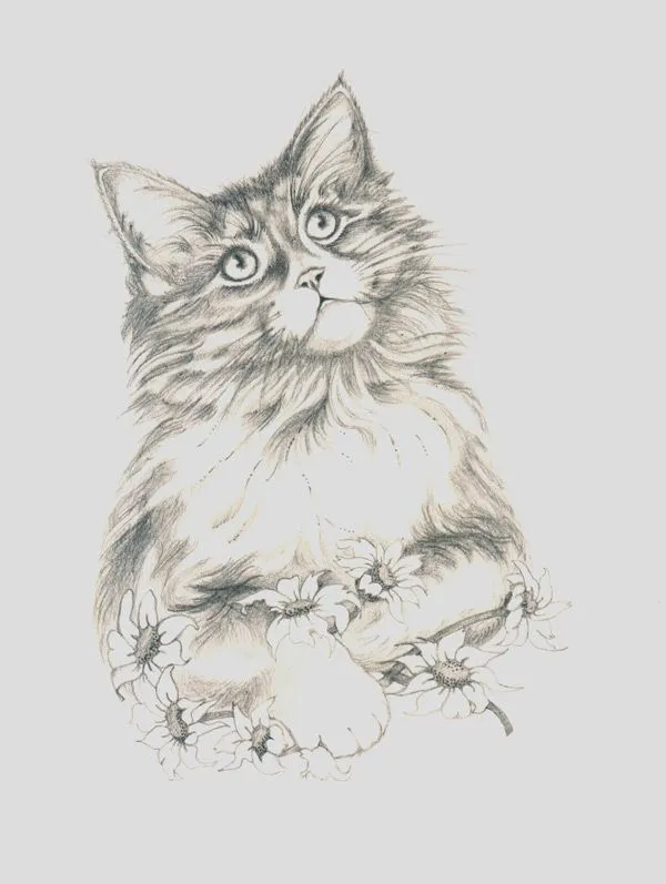 Imagenes de gatos dibujados con lapiz - Imagui
