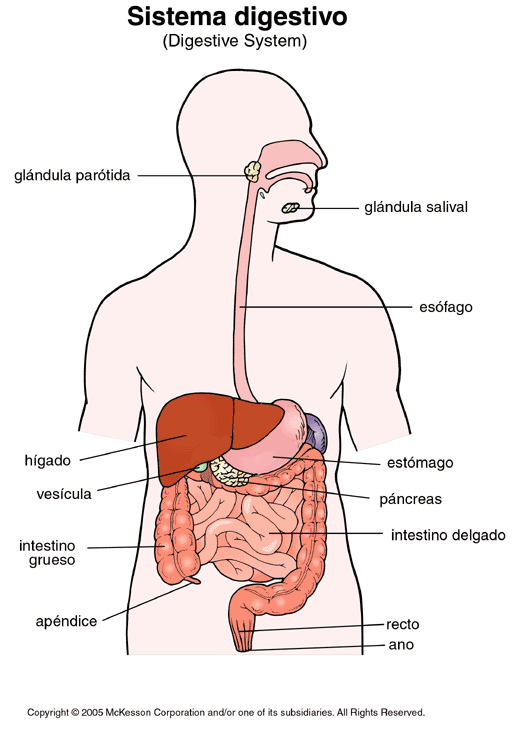 Aparato digestivo EN IMAGEN CON SUS PARTES EN INGLES - Imagui