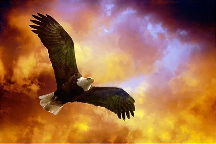 Katarsis EN ROJO: Aguila volando al atardecer