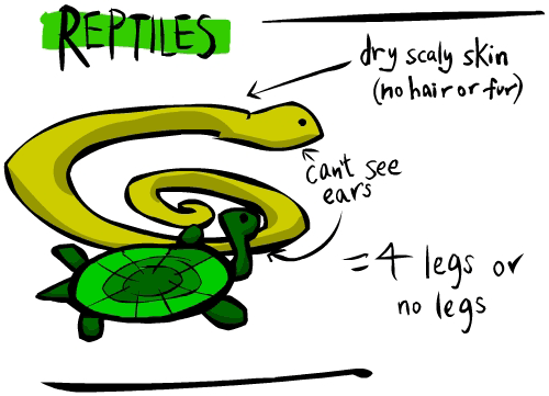 Kid's Corner - Animal appearance: mammals, reptiles, birds ... Kid's Corner - Animal appearance: mammals, reptiles, birds ...