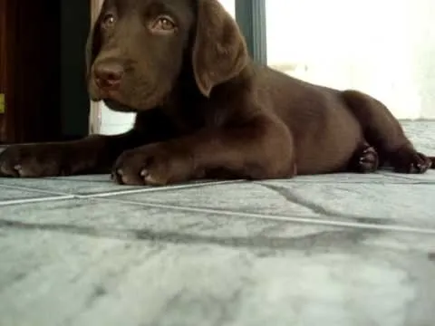 Kira Labrador Chocolate - 3 meses - YouTube