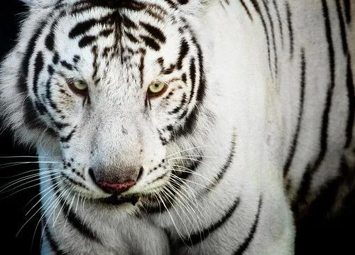 Kirainet – Fotografía — Fotografiando un tigre blanco