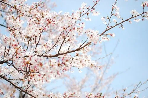 Kirainet – Fotografía — Mejores lugares para fotografiar sakura en ...