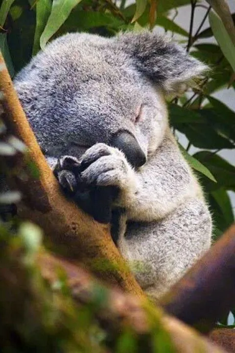 Koala bebe | How Much can a Koala Bear | Pinterest | Koalas, Bebe ...