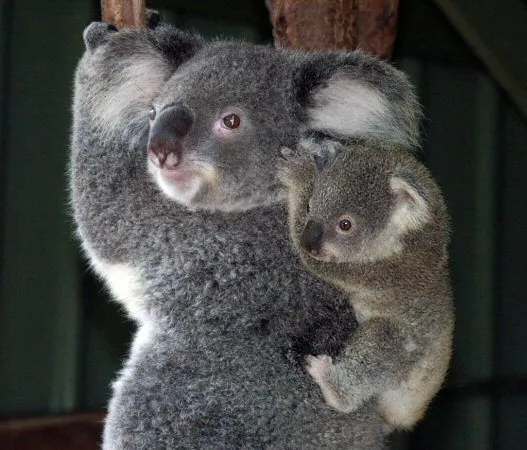 Koala bebé - Imagui