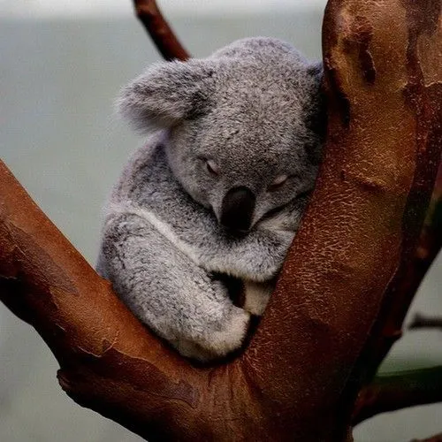 Koala y bebé - Imagui