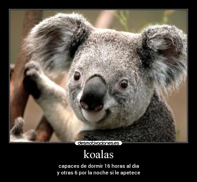 Koala enamorado - Imagui