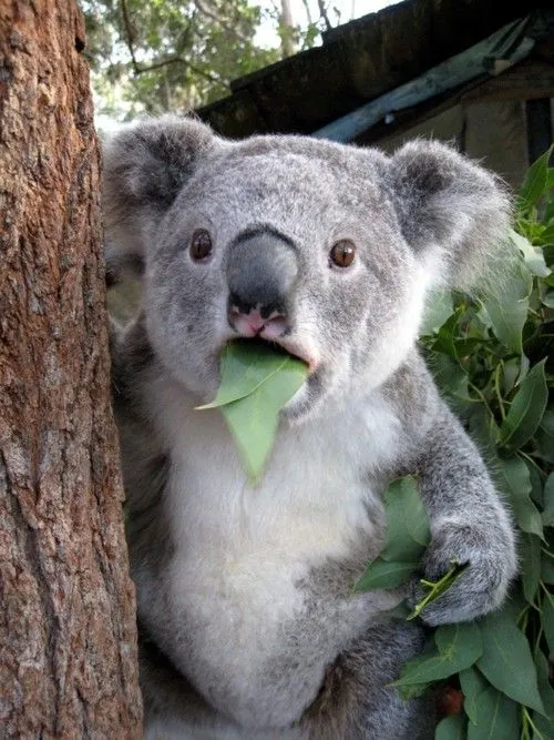Koala Sorprendido - Imagenes de Animales Graciosos, Videos y Fotos de ...