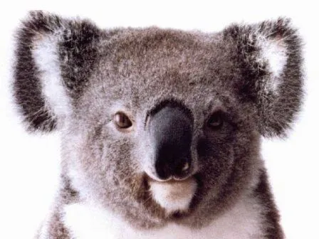 Koalas en la cultura popular » KOALAPEDIA