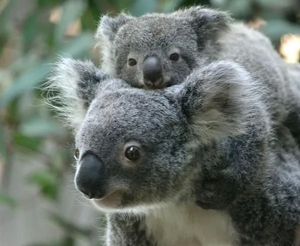 Koalas - Mating Season and Mating Months Koalas - Mating Season and Mating Months