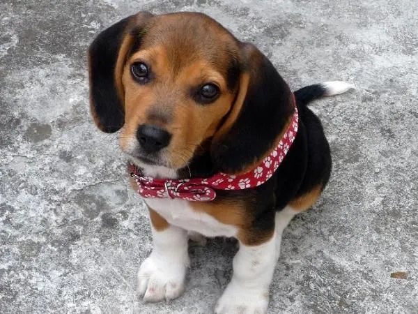 Kody, un beagle de Veracruz