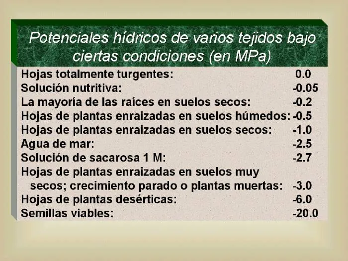 Komando txipiron, cultivo barato de exterior 2012 ( sin productos ...