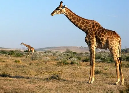 Koure, última manada de jirafas en África Occidental - Ser Turista