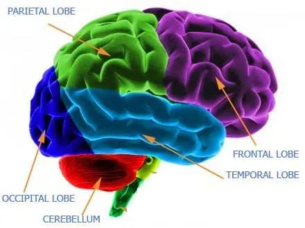 Partes del cerebro para niños - Imagui