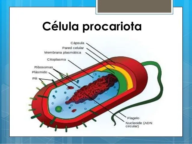 la-celula-cecyte-bc-6-a-pga-13 ...