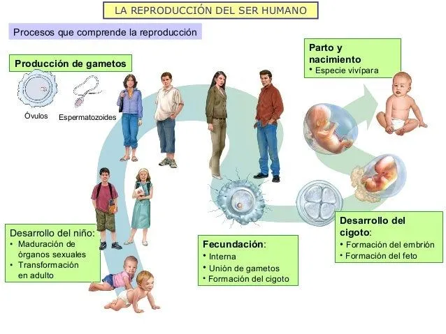 la-reproduccin-humana-aparato- ...