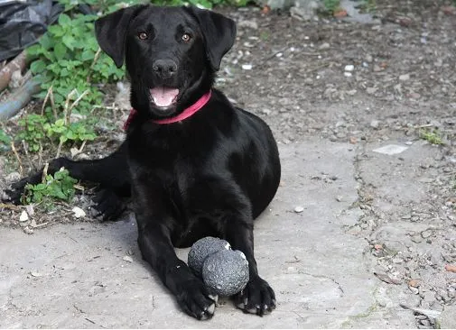 Labrador negro de 4 meses - Imagui