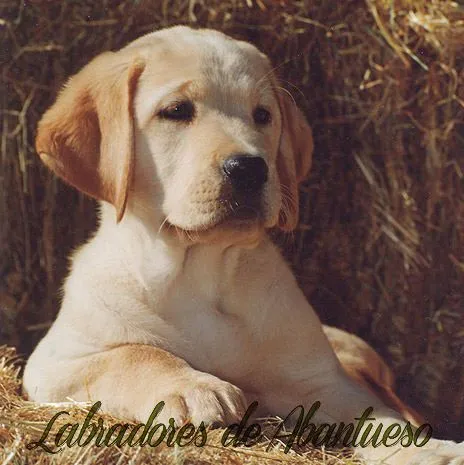 Labrador Retriever | Criadero de Labrador Retriever