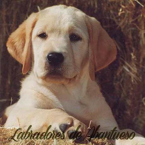 Labrador Retriever | Criadero de Labrador Retriever Madrid