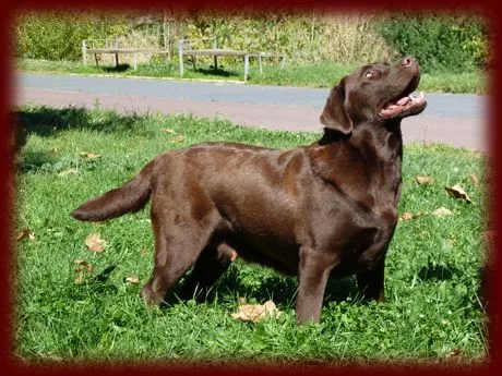 Labradores de la Salmantina (Criadero labrador retriever chocolate)