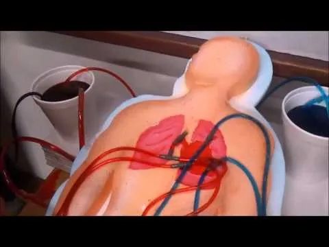 Maqueta del sistema circulatorio funcional - Imagui