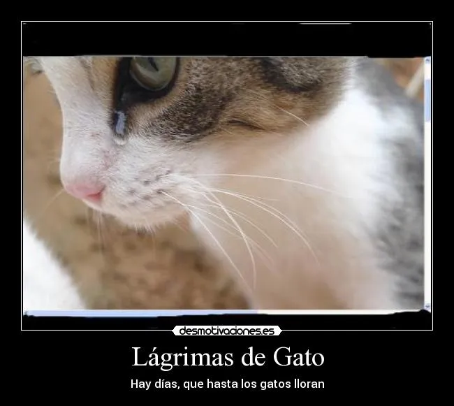 Lágrimas de Gato | Desmotivaciones