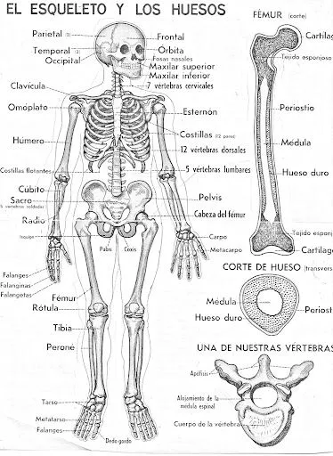 una lamina del sistema esqueletico y los huesos mas importantes con ...