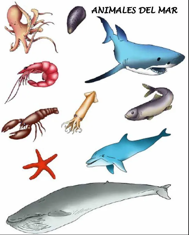 Laminas de animales marinos - Imagui