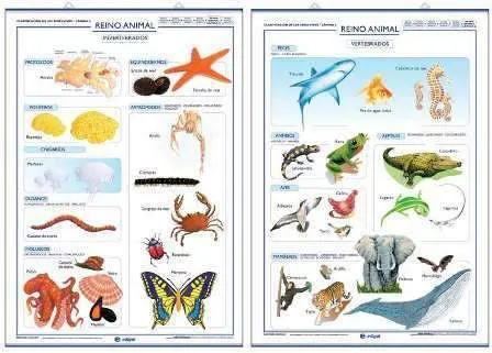 Laminas de animales vertebrados e invertebrados - Imagui