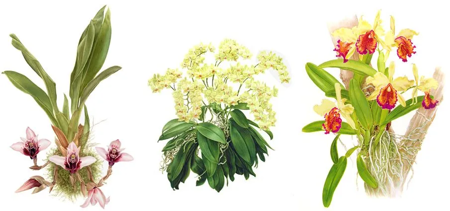 Láminas botánicas de orquídeas | Tillandsias Aéreas